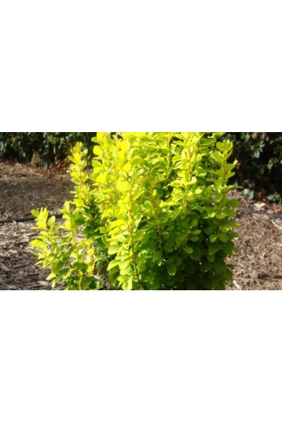 Золотисте листя Барбарису